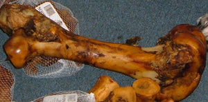C269-Dino Dog Bone